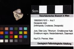Foto (Objket + Etiketten) von Decapoda indet. 